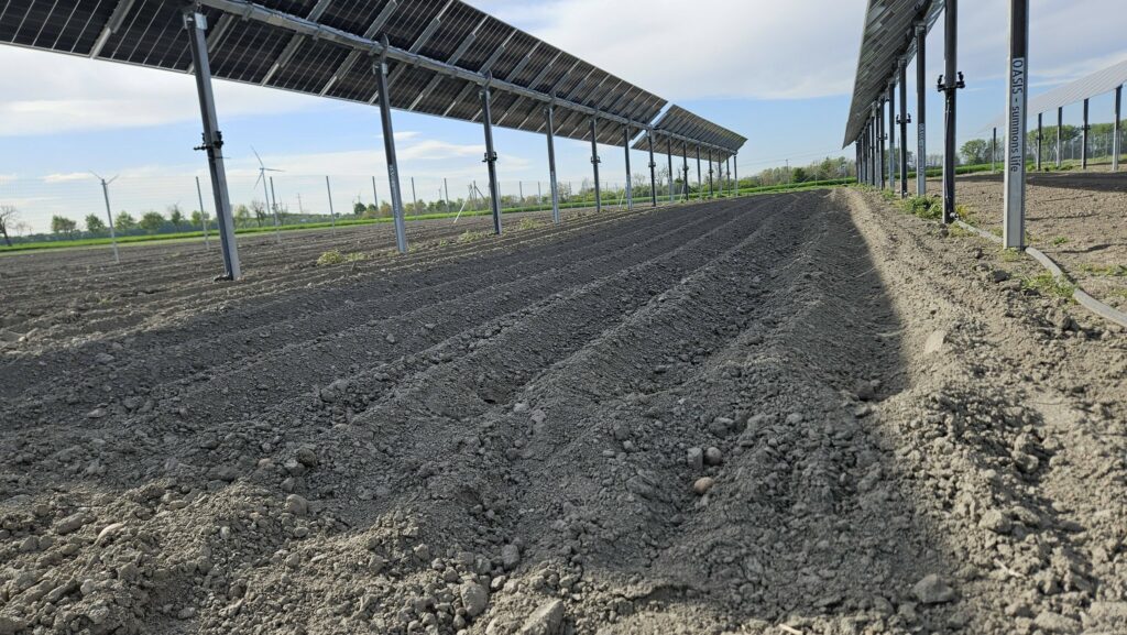Burgonya a napelemek alatt az AgriSolar projektben.